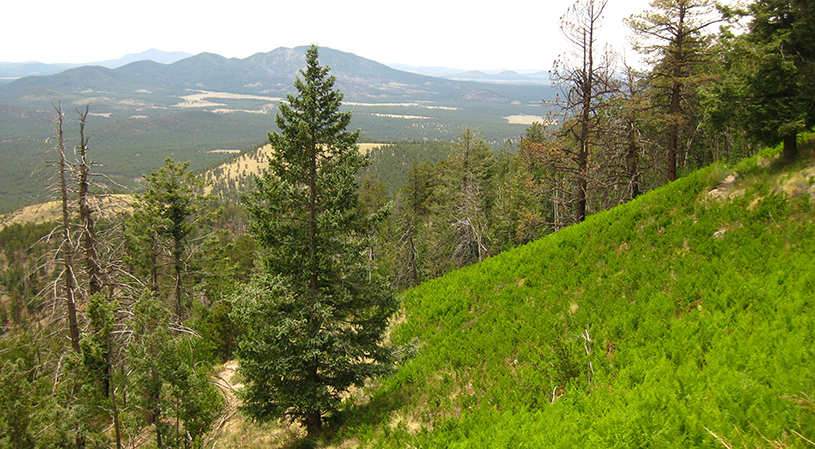 Kendrick Peak (10,418 feet)