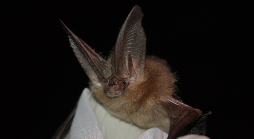 Big Eared bats