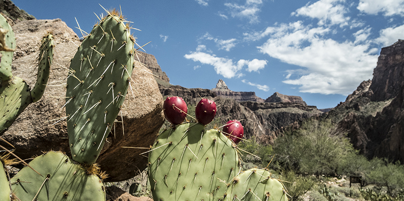 Prickly pear cactus in the bottom of the Grand Canyon