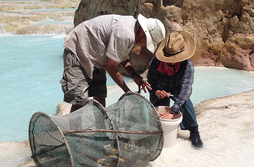 Fish work in the Little Colorado River