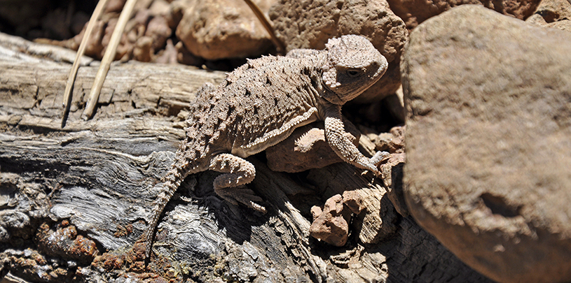 horned lizard