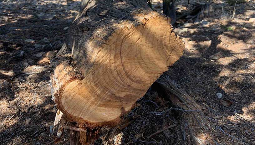 A cross section of a tree trunk shows tree rings. This tree is 783 years old.