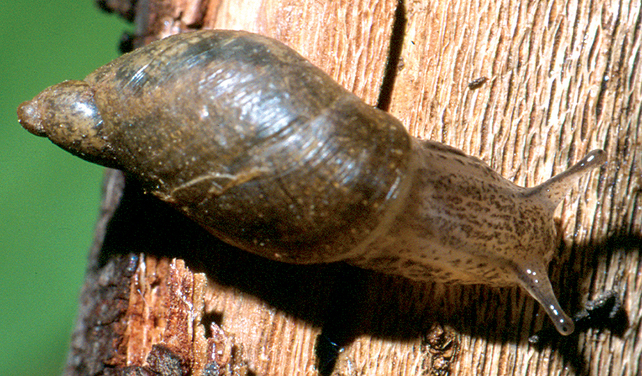 Kanab ambersnail