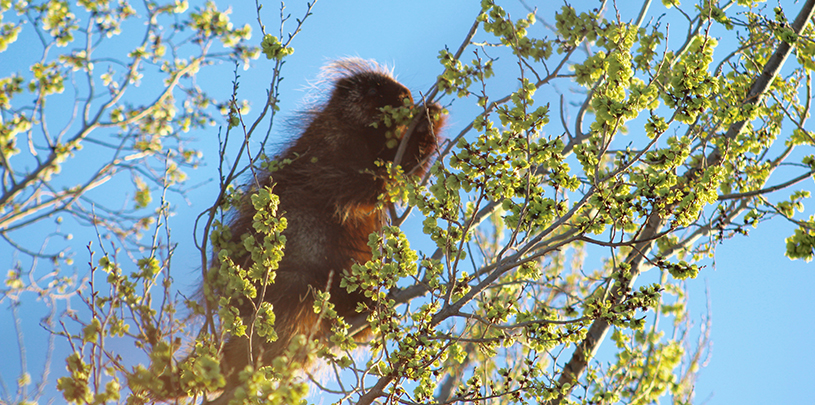 North American porcupine