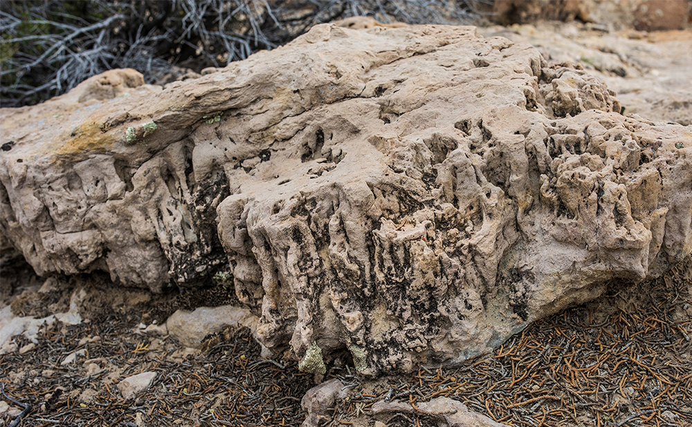 Blog - Bio Crust (fossilized crust)