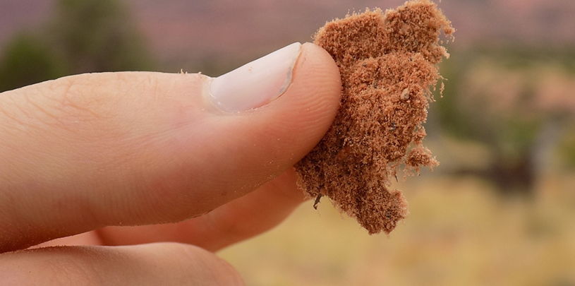 Cyanobacteria creating a crust