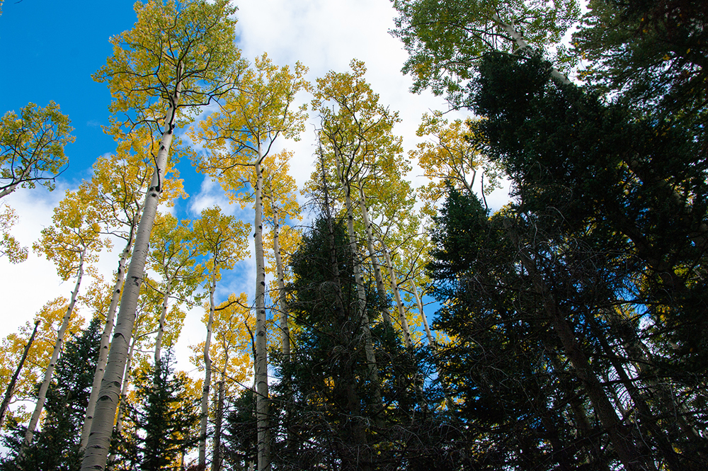 Kachina Trail