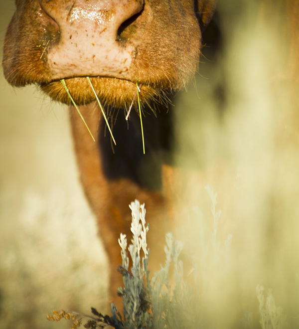 Native plants - grazing