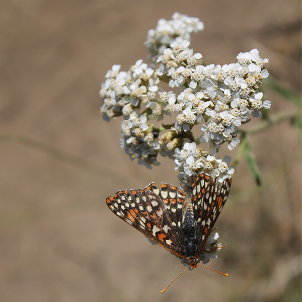 Pollinator