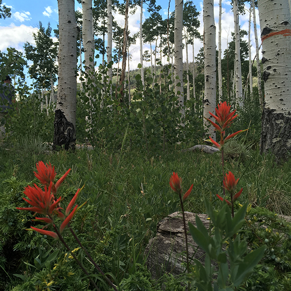 Pando Clone, Fishlake National Forest, Utah