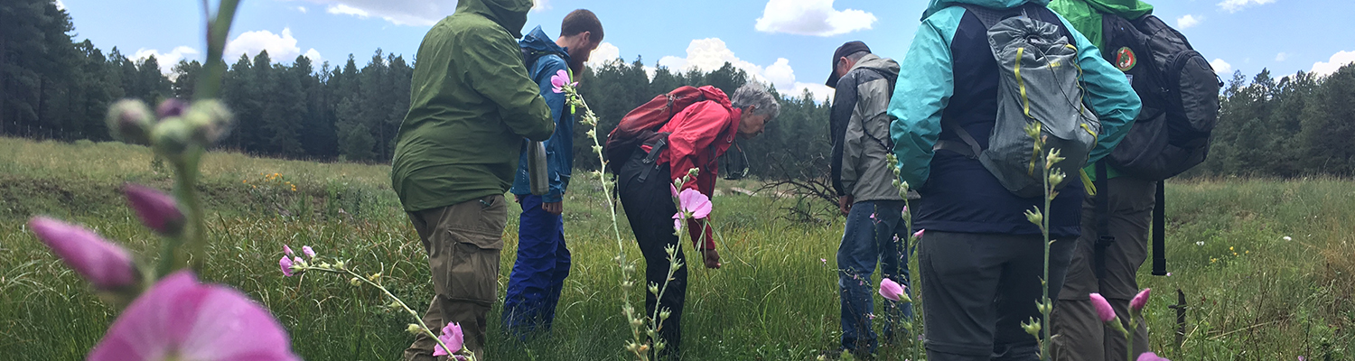 Native Plants - header