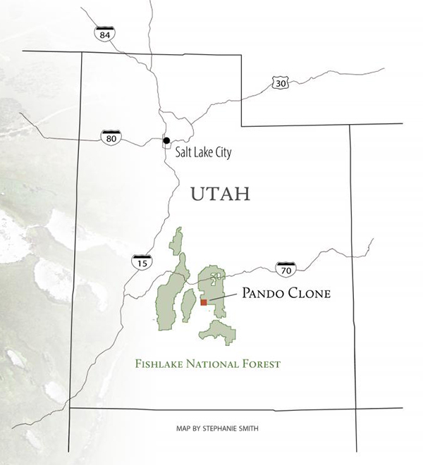 A location map of the Pando Clone (south of I 40 in central Utah)