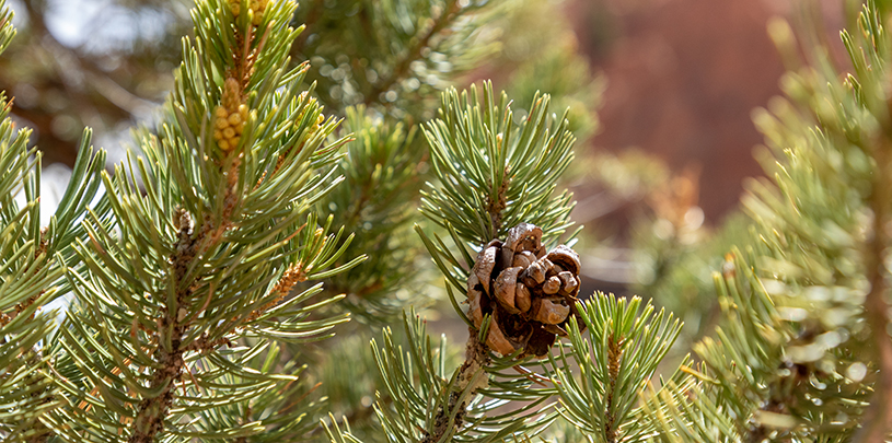 pinyon pine