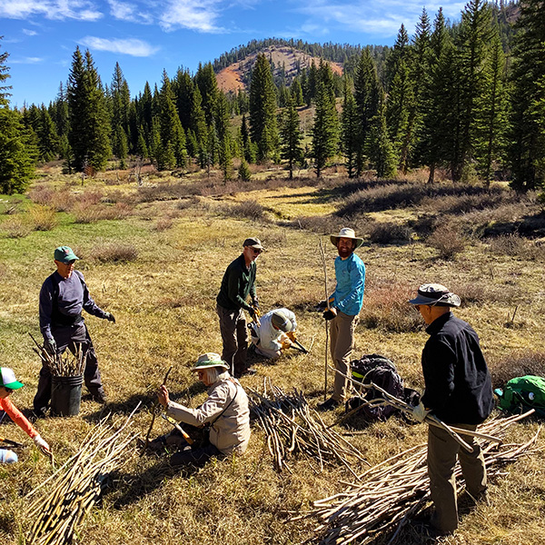 Planting native willows along a stream in Utah