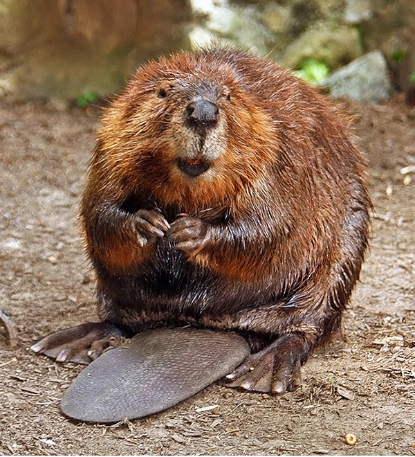 wildlife - beavers