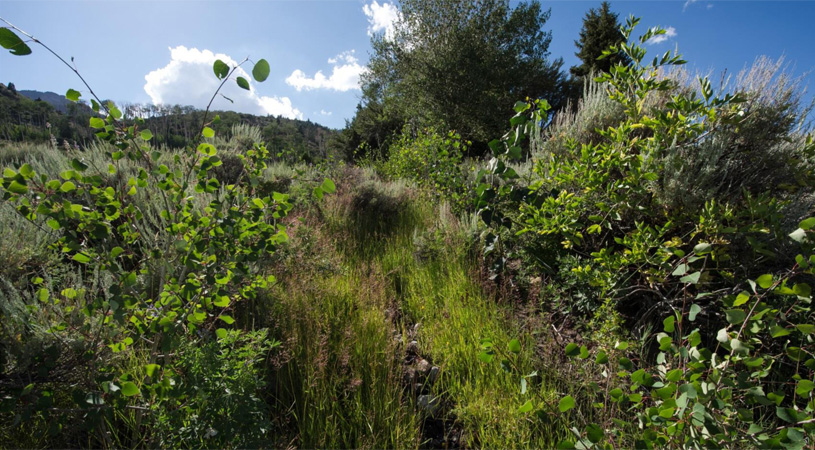 What 6 years of not grazing looked like: vegetated banks down to riparian area.