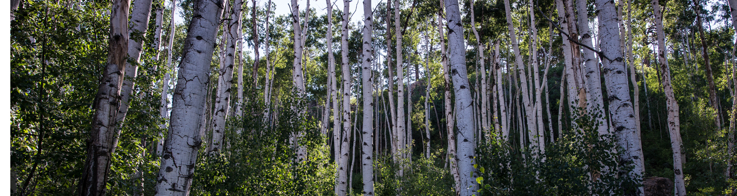 White Mesa Cultural and Conservation Area - Header