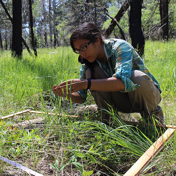 plant survey in utah forest