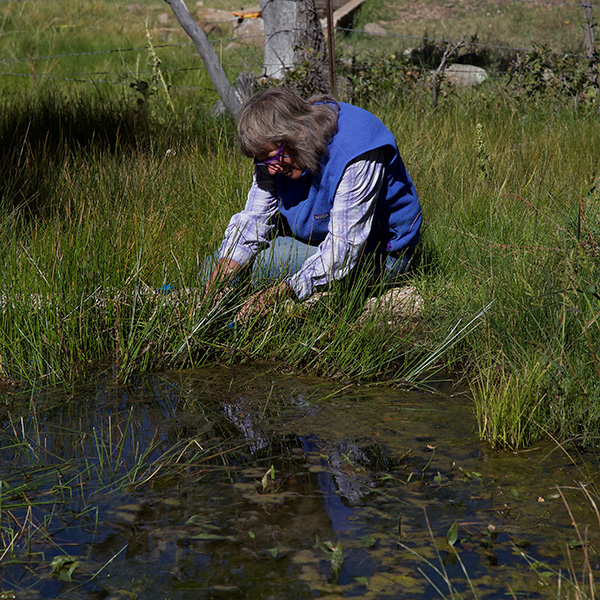 Spring assessment on Coconino National Forest