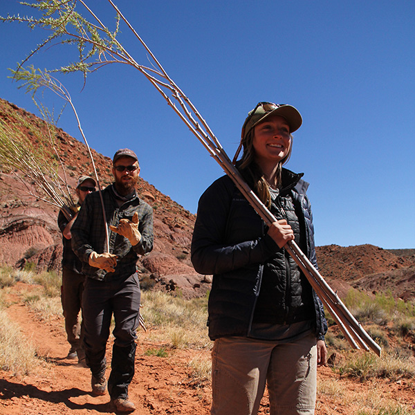 Planting willows at spring site.