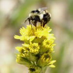 Yellow-fronted Bumblebee (Bombus flavifrons), a black and yellow bee perched on top a yellow flower in the La Sal Mountains in Utah