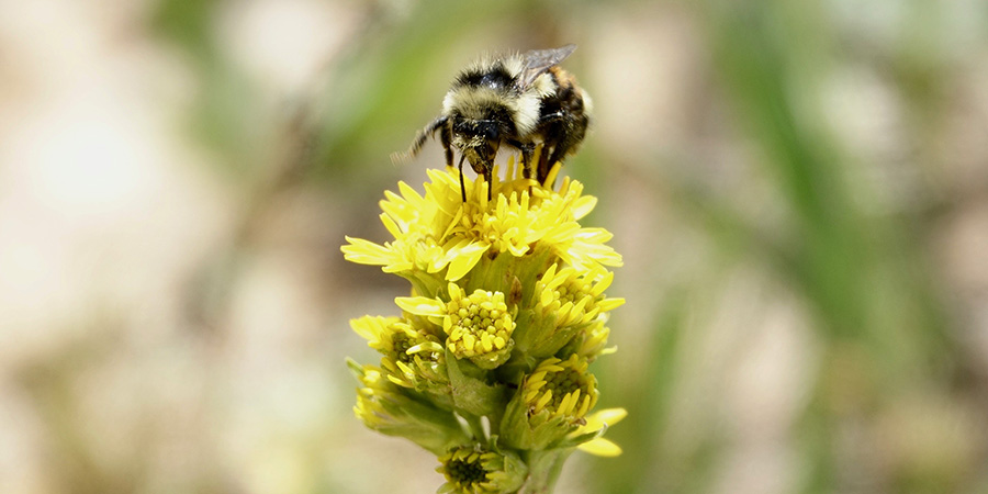 Yellow-fronted Bumblebee (Bombus flavifrons), a black and yellow bee perched on top a yellow flower in the La Sal Mountains in Utah