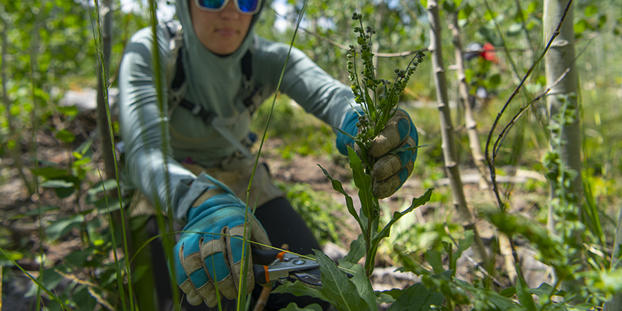 Gloved hands and clippers snip an invasive green weed in the understory of the Pando aspen clone