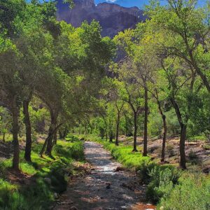 Neon green cottonwood trees and grasses line a creek, with Grand Canyon cliffs in the background