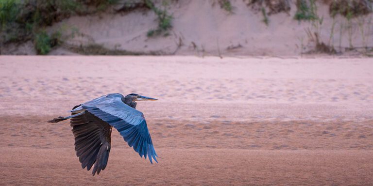 A heron with blue and grey feathers, one of the majestic birds of the Grand Canyon, flies low over sandy terrain, with a blurred background of earth and sparse vegetation.