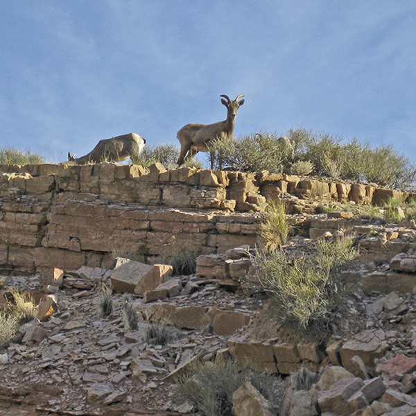 Two bighorn sheep on blocky cliffs