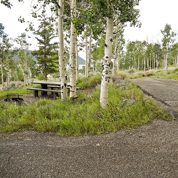 Aspen trees and a picnic table at Bowery Creek Campground