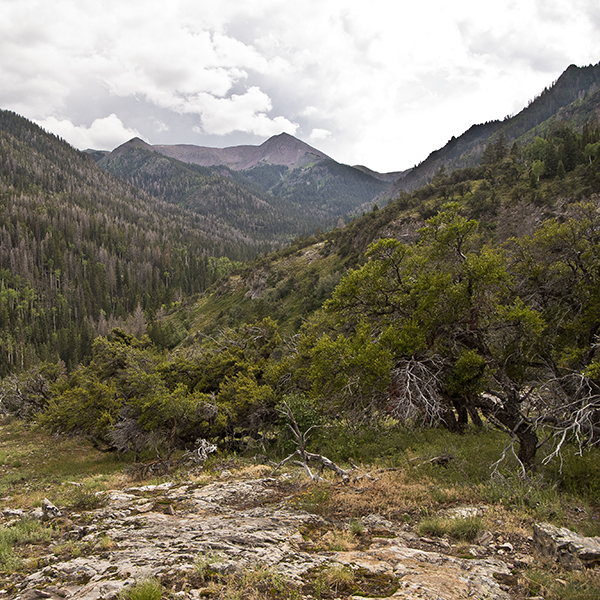 A view of the Tushar Mountains, with green slopes
