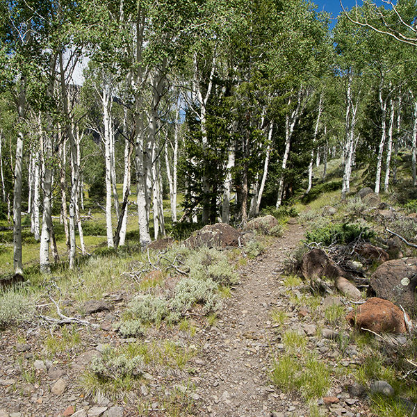 A trail cuts through an aspen grove