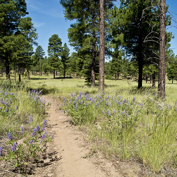 A single track trail cuts through a grassy field with purple lupine lining the trail and tall ponderosa pines growing in the distance