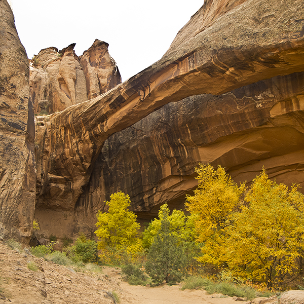 Yellow cottonwood trees beneath the Morning Glory Bridge