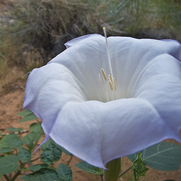 A white sacred datura