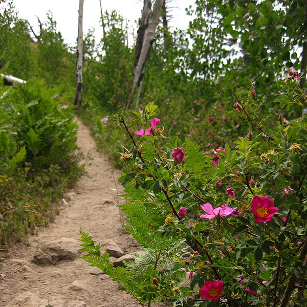 Pink flowers and lush greenery along the Kendrick Peak Trail