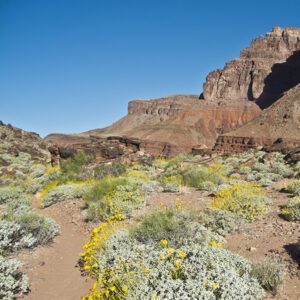 A view of the Tonto Trail beneath Grand Canyon cliffs and lined with yellow blooms of brittlebush
