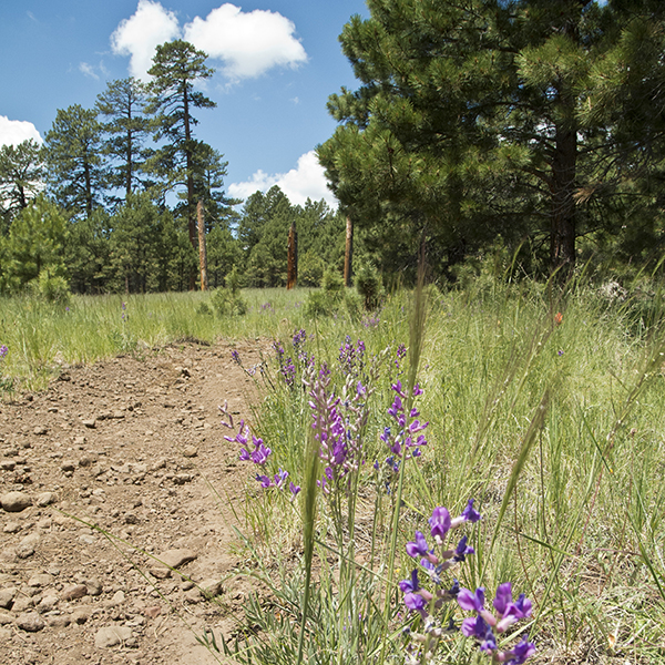 flowers along the side of the Weatherford Trail