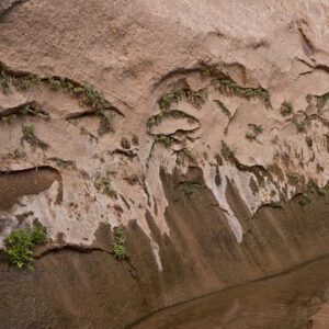 Ferns grow out of sandstone at seeps on the Willow and Fortymile Gulch trail