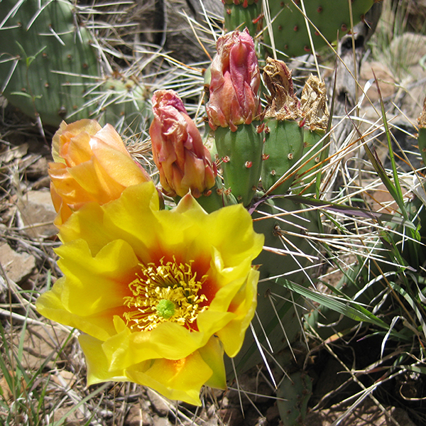 A prickly pear cactus with yellow blooms