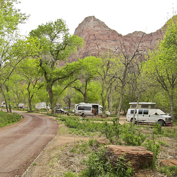 Two camper vans tucked between cottonwood trees at the South campground