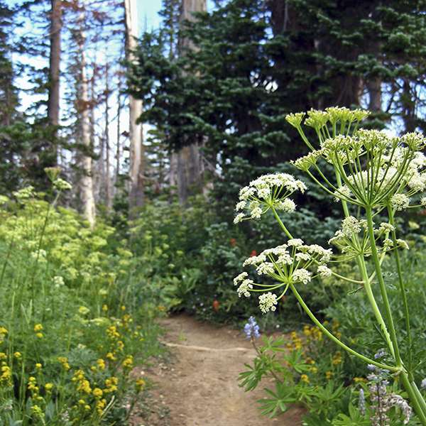 Wildflowers bloom along the Alpine Pond Trail's edge
