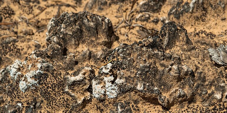 A close-up of biocrusts