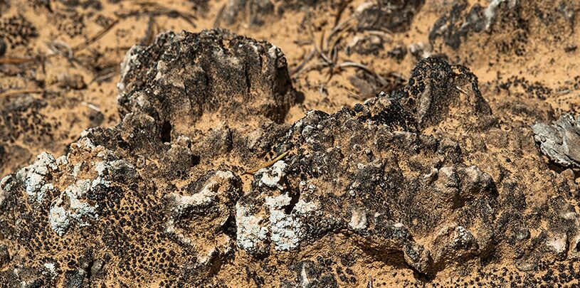 A close-up of biocrusts