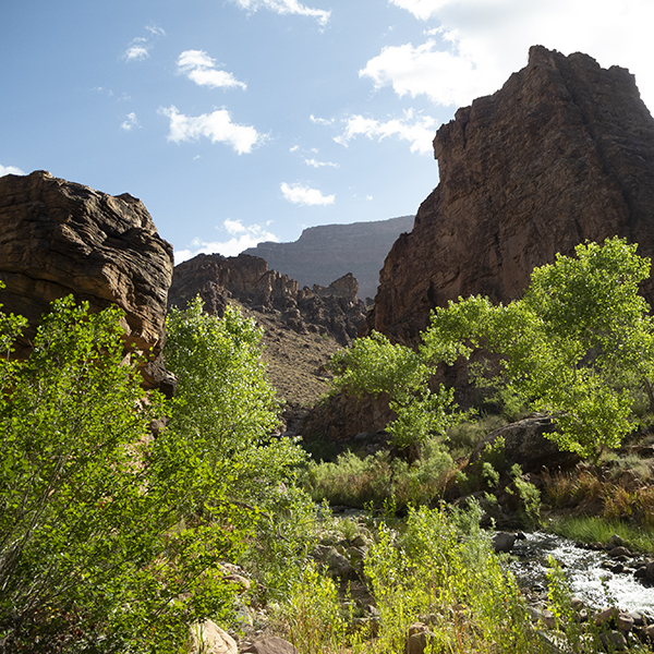 A view of bright green willows near a creek with Grand Canyon cliffs in the far distance