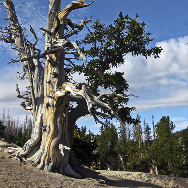 A gnarled pine tree