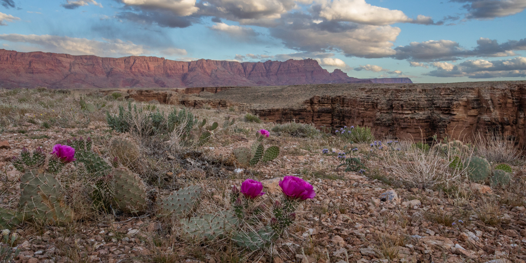 Pink flowers decorate a prickly pear cactus with the Vermillion Cliffs in the background in Baaj Nwaavjo I'tah Kukveni national monument