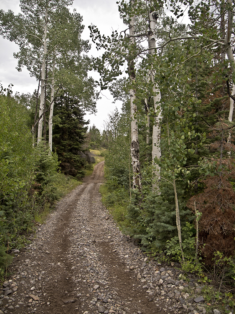 A two-track dirt road through aspen trees