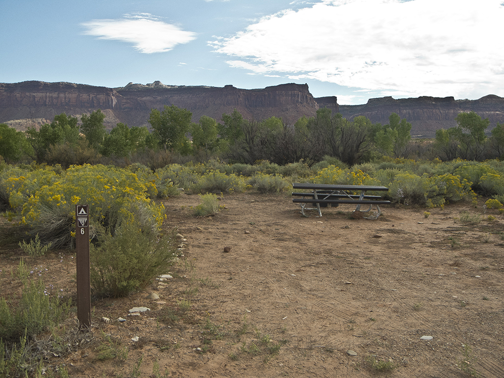 Brittlebush surrounding a campsite